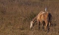 A Cattle Egret on a horse Royalty Free Stock Photo
