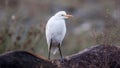 Cattle Egret on Horse Royalty Free Stock Photo