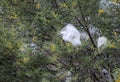 Cattle Egret juvenile in slow motion photography at the tree with yellow flowers Royalty Free Stock Photo