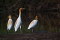 Cattle egret landed on the ground