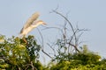 Cattle Egret Landing