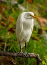 Cattle Egret in Florida Swamp Royalty Free Stock Photo