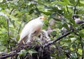 Cattle-egret mother and babies in their nest Royalty Free Stock Photo