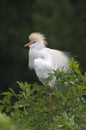 Cattle Egret on nest Royalty Free Stock Photo