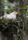 Cattle egret in nest Royalty Free Stock Photo