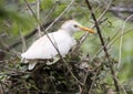 Cattle egret in nest Royalty Free Stock Photo