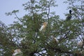 Cattle Egret Nesting Site with Little Cormorant on Tamarind Tree Royalty Free Stock Photo