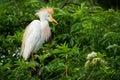 Cattle Egret Royalty Free Stock Photo