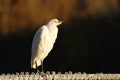 Cattle Egret perched on chain link fence with dark background Royalty Free Stock Photo