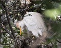 Cattle egret perched on it`s nest Royalty Free Stock Photo