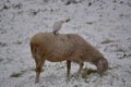 Cattle egret perched on sheep during a winter day with snow covered meadow Royalty Free Stock Photo