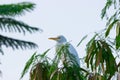 Cattle Egret perched on the tree branch in its natural environment