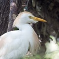 Cattle egret perched in a tree, closeup Royalty Free Stock Photo