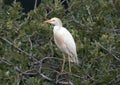 Cattle egret perched in a tree Royalty Free Stock Photo