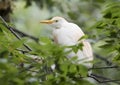 Cattle egret perched in a tree Royalty Free Stock Photo