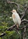 Cattle-egret perched in a tree Royalty Free Stock Photo