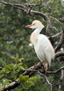 Cattle-egret perched in a tree Royalty Free Stock Photo