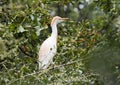 Cattle-egret perched in a tree Royalty Free Stock Photo