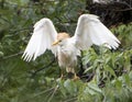 Cattle-egret perched in tree with wings extended