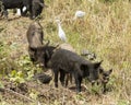 Cattle egret and pig