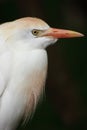 Cattle Egret Portrait Royalty Free Stock Photo