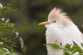 Cattle Egret portrait Royalty Free Stock Photo