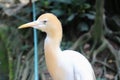 Cattle egret portrait Royalty Free Stock Photo