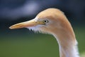 Egret portrait Royalty Free Stock Photo