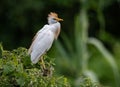 Cattle Egret in Florida Royalty Free Stock Photo