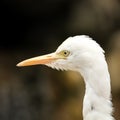 Cattle egret portrait Royalty Free Stock Photo