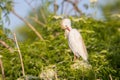 Cattle Egret Preening Itself. Royalty Free Stock Photo