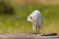 Cattle Egret, Preening