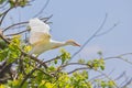 Cattle Egret Ready For Takeoff Royalty Free Stock Photo