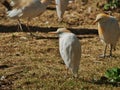 Cattle egret resting in Omaha's Henry Doorly Zoo and Aquarium in Omaha Nebraska Royalty Free Stock Photo