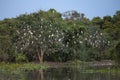 Cattle Egret Roost Along Riverbank, Wide Angle