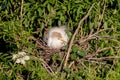 Cattle Egret Roosting On Nest