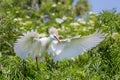 Cattle Egret With Ruffled Beeding Feathers And Wing Spread Royalty Free Stock Photo