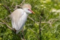 Cattle Egret With Ruffled Breeding Feathers Royalty Free Stock Photo