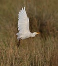 Cattle Egret Royalty Free Stock Photo