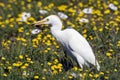 A Cattle Egret with scorpion