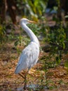 Cattle egret looking for a prey Royalty Free Stock Photo