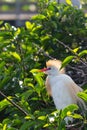 Cattle egret sitting in a bush on the water at the Wakodahatchee Wetlands in Florida Royalty Free Stock Photo