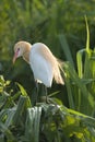 Cattle egret sitting on screwpine bush Royalty Free Stock Photo