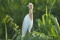 Cattle egret sitting on screwpine bush Royalty Free Stock Photo