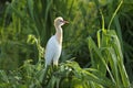 Cattle egret sitting on screwpine bush Royalty Free Stock Photo