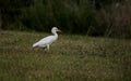 Cattle Egret