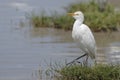 Cattle Egret Royalty Free Stock Photo