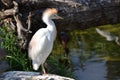 Cattle Egret standing on a rock