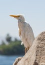 Cattle egret stood on rock in rural countryside landscape Royalty Free Stock Photo