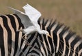 Cattle Egret taking flight from the back of a zebra Royalty Free Stock Photo